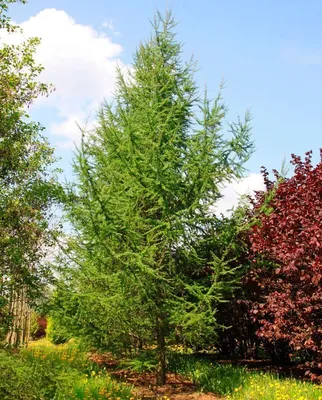 Лиственница Европейская (Larix decidua) - Хвойные растения весна 2024 года  - купить туи, сосны, ели.