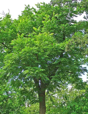 Декоративные лиственные деревья и кустарники - саженцы недорого оптом и в  розницу - питомник растений Зеленый Рай