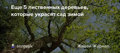 Купить лиственные деревья и кустарники, саженцы лиственных деревьев и  кустарников в Москве.