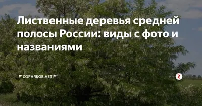 Зеленый Вид Снизу В Верхушках Деревьев Различных Лиственных Деревьев  Осенью, Некоторые Уже В Ближайшее Время, Одно Дерево По-прежнему. Взятые В  Солнечный День С Голубым Небом В Германии. Фотография, картинки,  изображения и сток-фотография