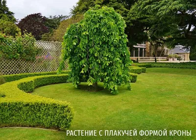 Купить лиственные деревья и кустарники, саженцы лиственных деревьев и  кустарников в Москве.