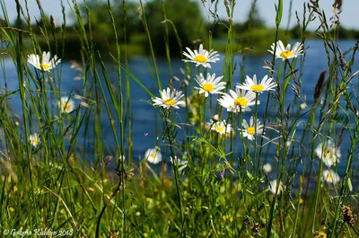 Наодинці з природою / природа, україна, літо, краєвид, пори року |  Landscape, Plants, Garden