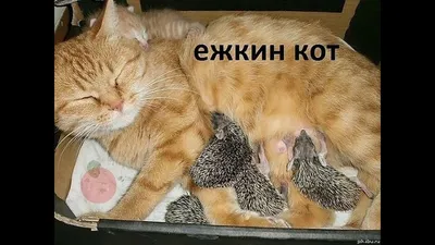 Мой любимый , милый котик , …» — создано в Шедевруме