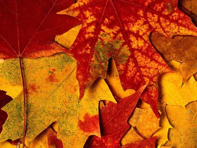 Фотоальбом в форме тыквы "Я люблю осень" в интернет-магазине Ярмарка  Мастеров по цене 2500 ₽ – MUXZWRU | Фотоальбомы, Москва - доставка по России