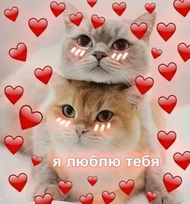 Любимый котик - 72 фото