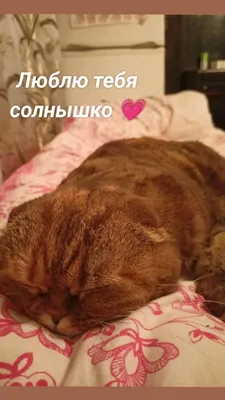 Люблю тебя солнышко 💗 в 2023 г | Люблю тебя