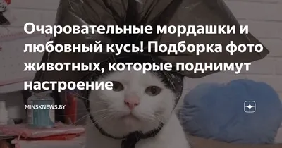 Очаровательные мордашки и любовный кусь! Подборка фото животных, которые  поднимут настроение |  | Дзен