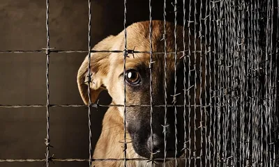 Люди творят зверства над животными" — видео о неравнодушном бишкекчанине -  , Sputnik Кыргызстан