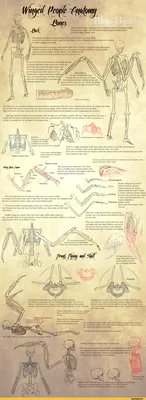 Ангельская анатомия. / крылатые люди. :: скелет :: Анатомия :: крылья ::  ангелы / смешные картинки и другие приколы: комиксы, гиф анимация, видео,  лучший интеллектуальный юмор.