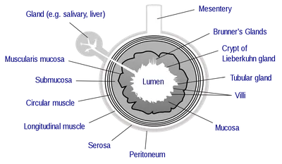 What are Lumen and Lux? | Any-lamp