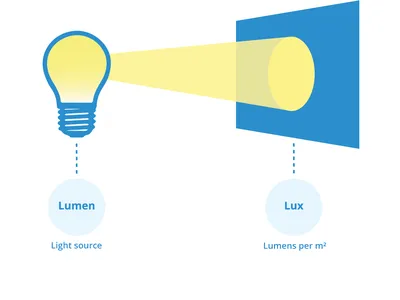 Lumen (anatomy) - Wikipedia