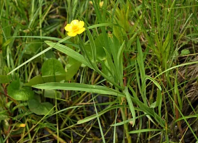 Лютик водный (Ranunculus aquatilis)