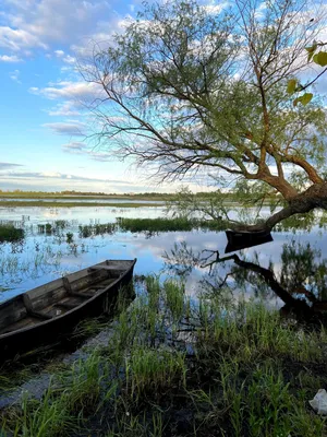 Птицы и Море Геродота