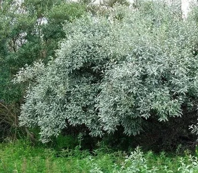 Лох серебристый (Elaeagnus commutata) (Редкие) — Семена для Сибири