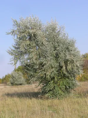 Лох узколистный - Elaeagnus angustifolia