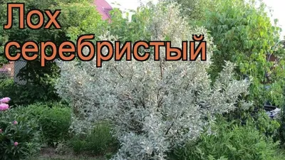 Лох серебристый | Кличевский лесхоз