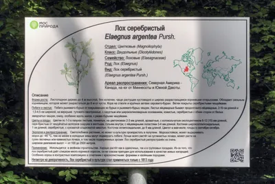 Лох серебристый (Elaeagnus commutata) - «Серебряные листики нравятся всем. ЛОХ  серебристый: посадка, уход, фото вредителей. Рост без сорняков - при помощи  Спанбонда» | отзывы