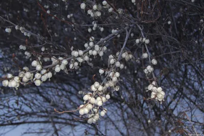 Лох серебристый (elaeagnus commutata). Описание, фото – каталог Greenmaster