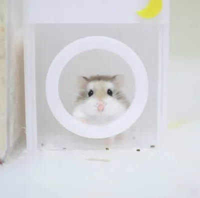 ХОМЯК в LOL Лабиринте🐹 УБЕГАЕТ от ВиКи МаУс🦋 Hamster in real life -  YouTube