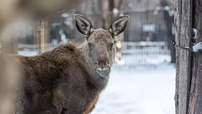 Лось животное арт - 64 фото