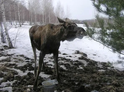 Европейский лось