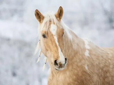 Золотая лошадь - 29 фото