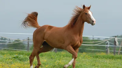 Легард – лучшая скаковая лошадь России 2022
