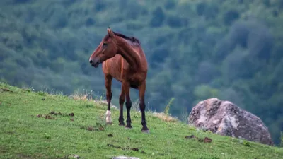 Обои Мустанг лошадь, Мустанг, конь, печень, древесина HD ready бесплатно,  заставка 1366x768 - скачать картинки и фото