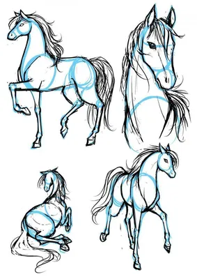 Лошадей для срисовки #14