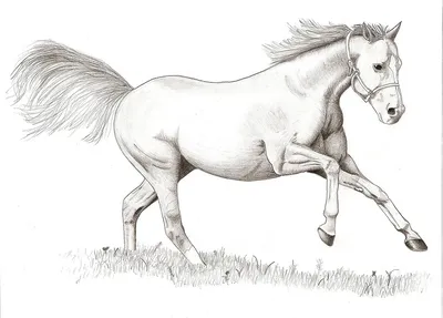 Лошадь для срисовки - 64 фото