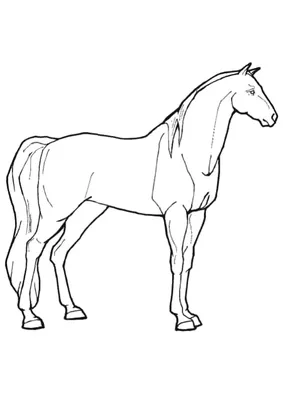 Раскраска Лошадь с седлом распечатать или скачать