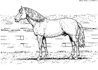 лошадь изолирована на белом фоне. иллюстрация для раскраски Иллюстрация  вектора - иллюстрации насчитывающей ферма, походка: 216423162