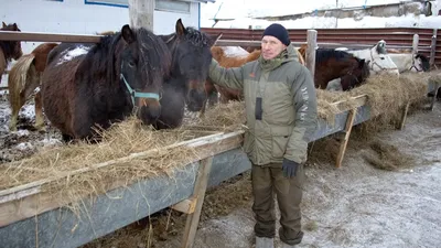 У диких лошадей нашли сложную социальную систему