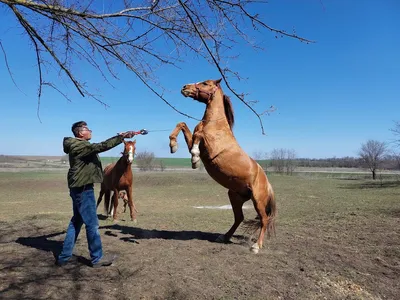 В Нурлатском конном заводе прошёл аукцион племенных лошадей