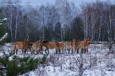 Чернобыль. В Зоне отчуждения сфотографировали табун лошадей Пржевальского –  фото - новости Украины, Новости регионов - 