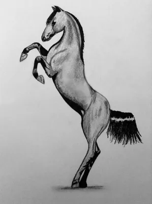 Как рисовать лошадь. Уроки рисования лошади. Конь, рисунок карандашом