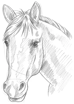Морда лошади простым карандашом - 47 фото