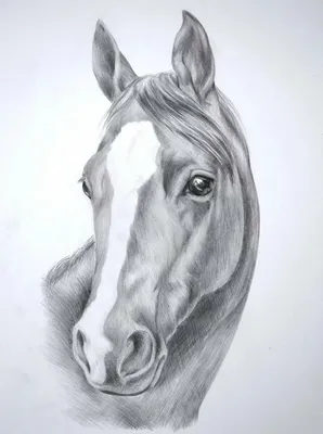 Рисунки лошадей для срисовки карандашом лёгкие и красивые (16 шт)