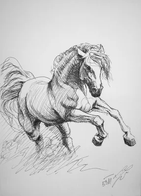 Как нарисовать лошадь карандашом | Рисунок для начинающих поэтапно - YouTube