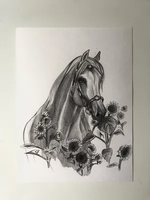 Лошадь Картинки Рисунки (51 Фото)