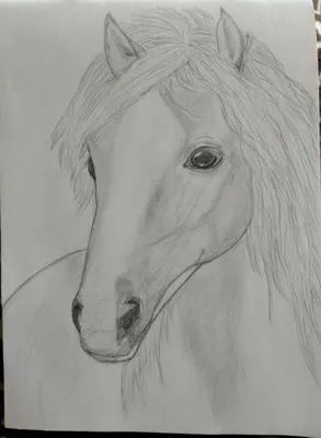 Лошадь карандашом - 76 фото