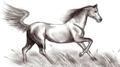 Лошади. Рисунки любителя. | Пикабу