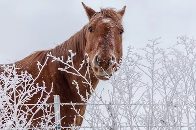 Картинки лошадь бегущий Зима белые снега Животные