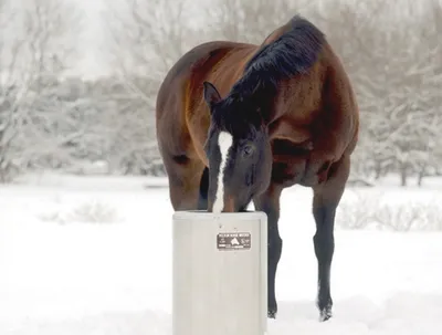 Содержание лошадей зимой |  - Первый Конный журнал online