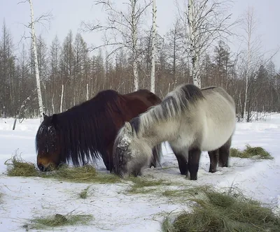 ЗНАЧИТЕЛЬНО НИЖЕ НУЛЯ