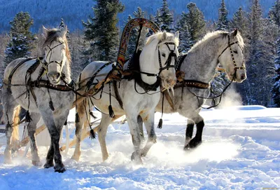 Лошадь с санями зимой - фото и картинки: 69 штук