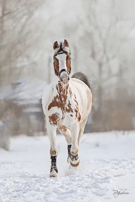 Зимние конные прогулки | Конный клуб Western Horse