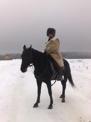 Лошади зимой. Конный фотограф в Красноярске — Любовь Похабова | Лошади,  Фотограф, Любовь