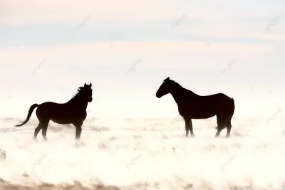 лошади зимой ферма лето животное Фото Фон И картинка для бесплатной  загрузки - Pngtree