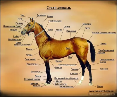 Конституция туловища лошади. Недостатки тела и пороки экстерьера спины